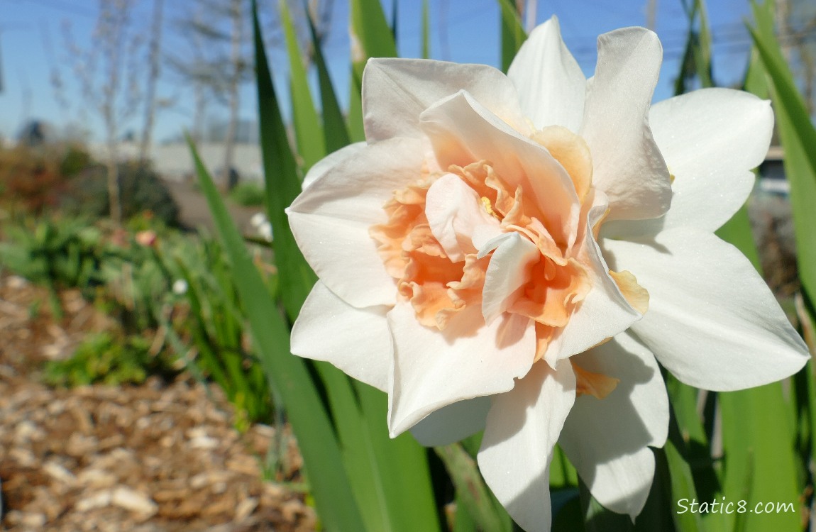 Double petal daffodil