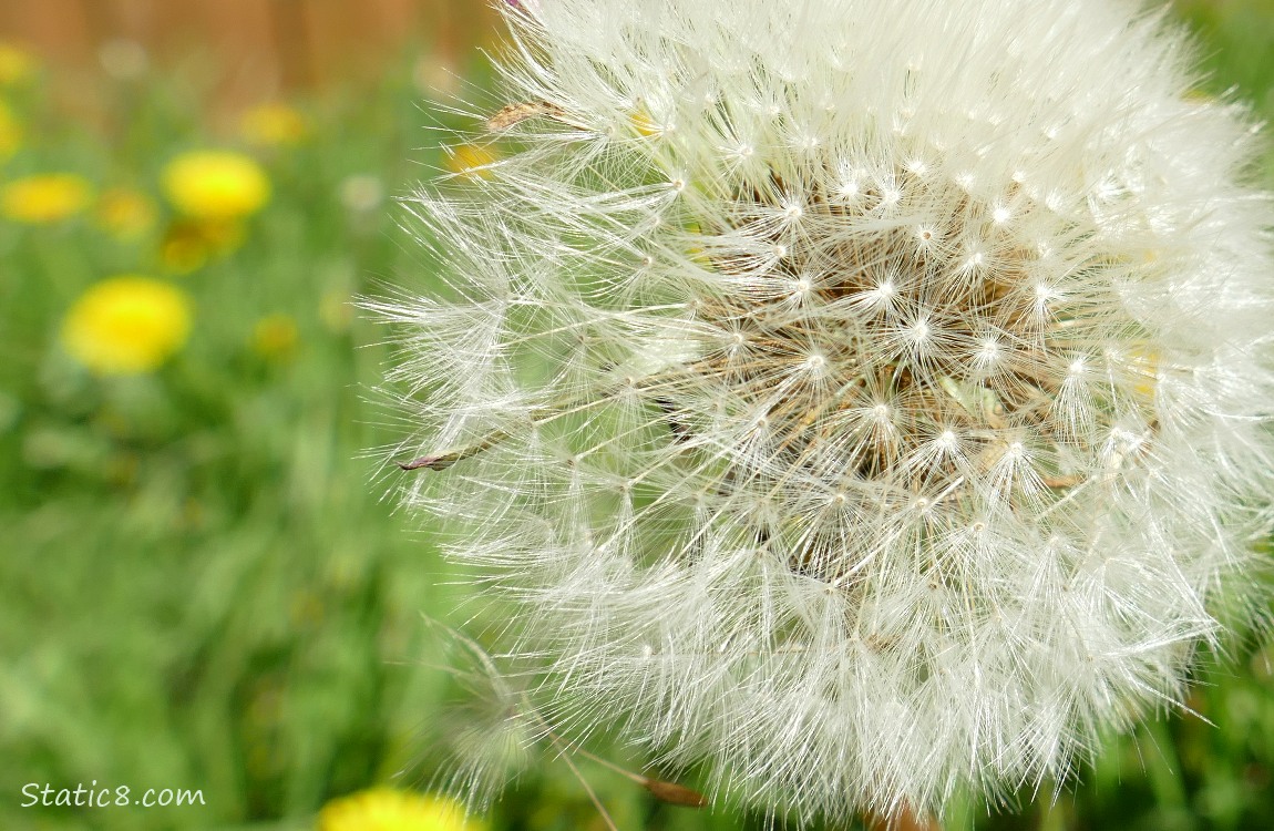 Dandelion seed head