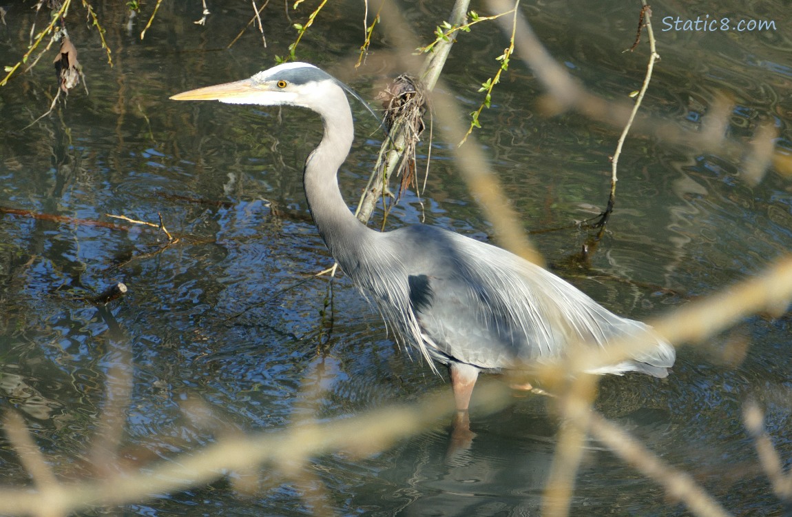 Great Blue Heron walking in the water