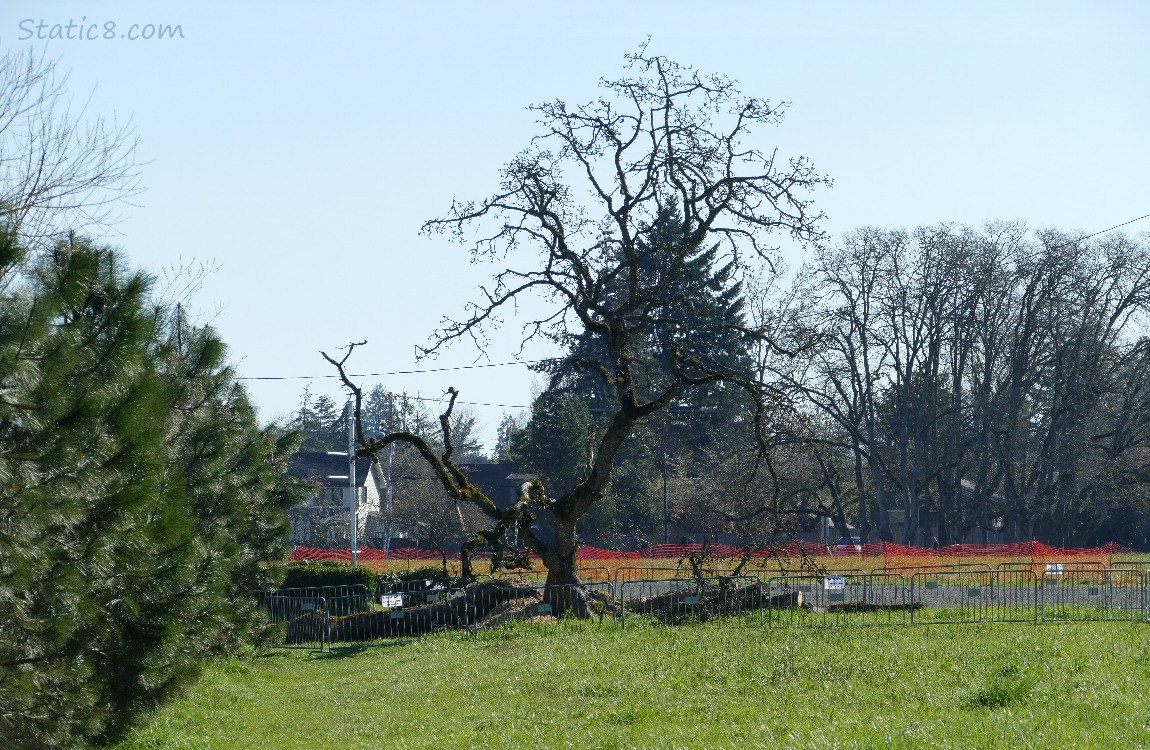 Leaning tree