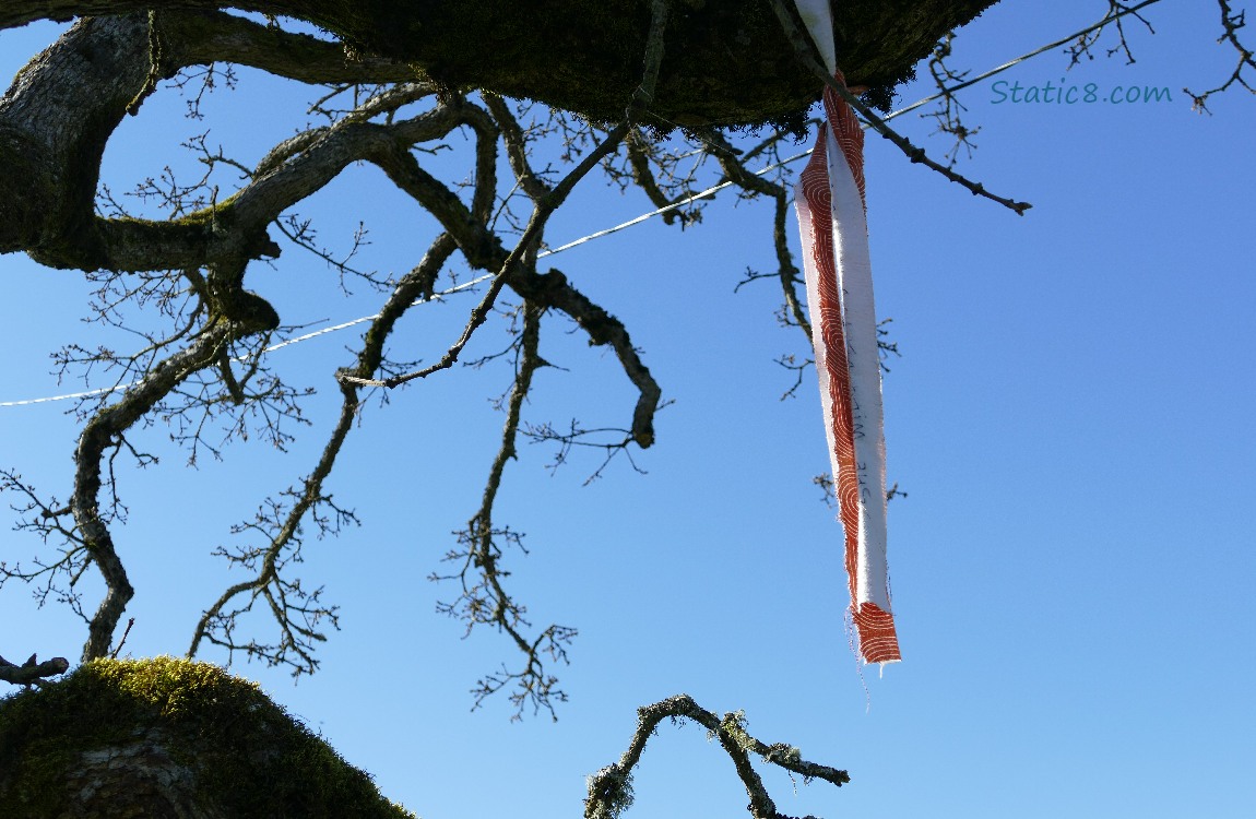 Orange streamer tied to a branch