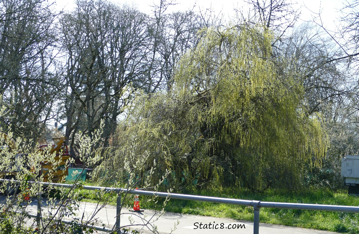 A fallen weeping willow which is starting to bud out