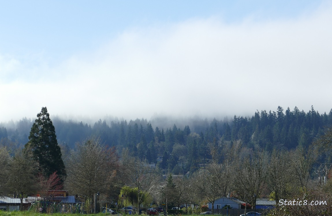 Foggy trees on the hill in the distance, with some blue sky showing