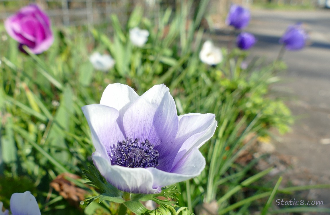 Japanese Anemone blooms in purple, lavendar and red violet