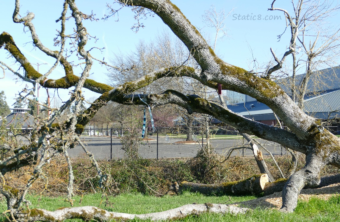 streamer hanging from a limb of the fallen Leaning Tree