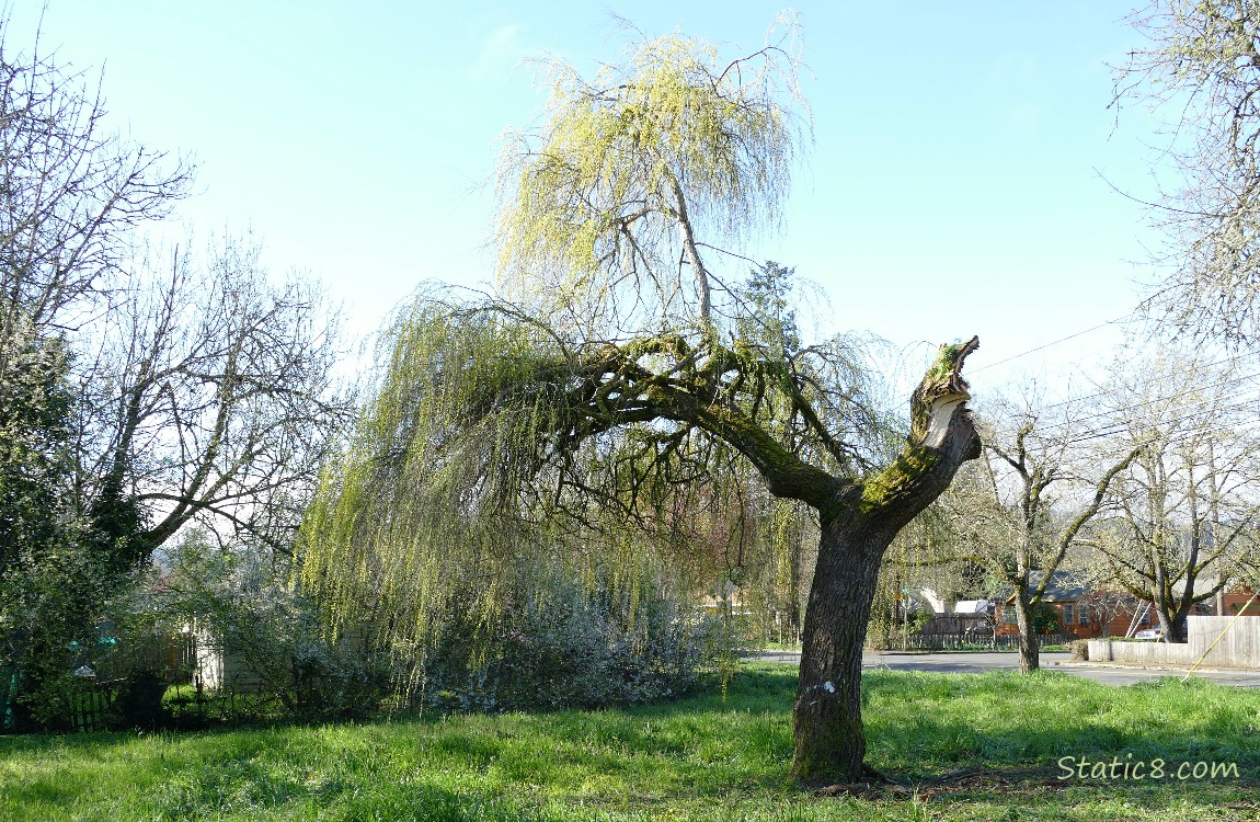 Willow tree coming to life with a big stump on the trunk