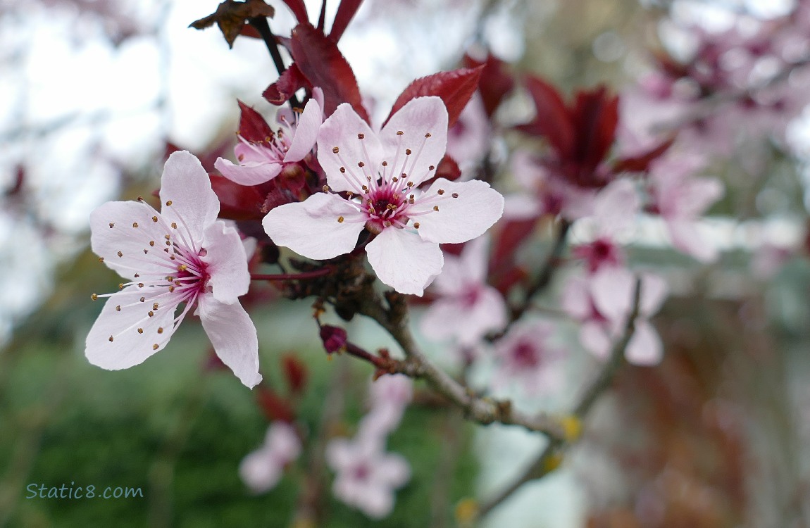 Cherry blossoms