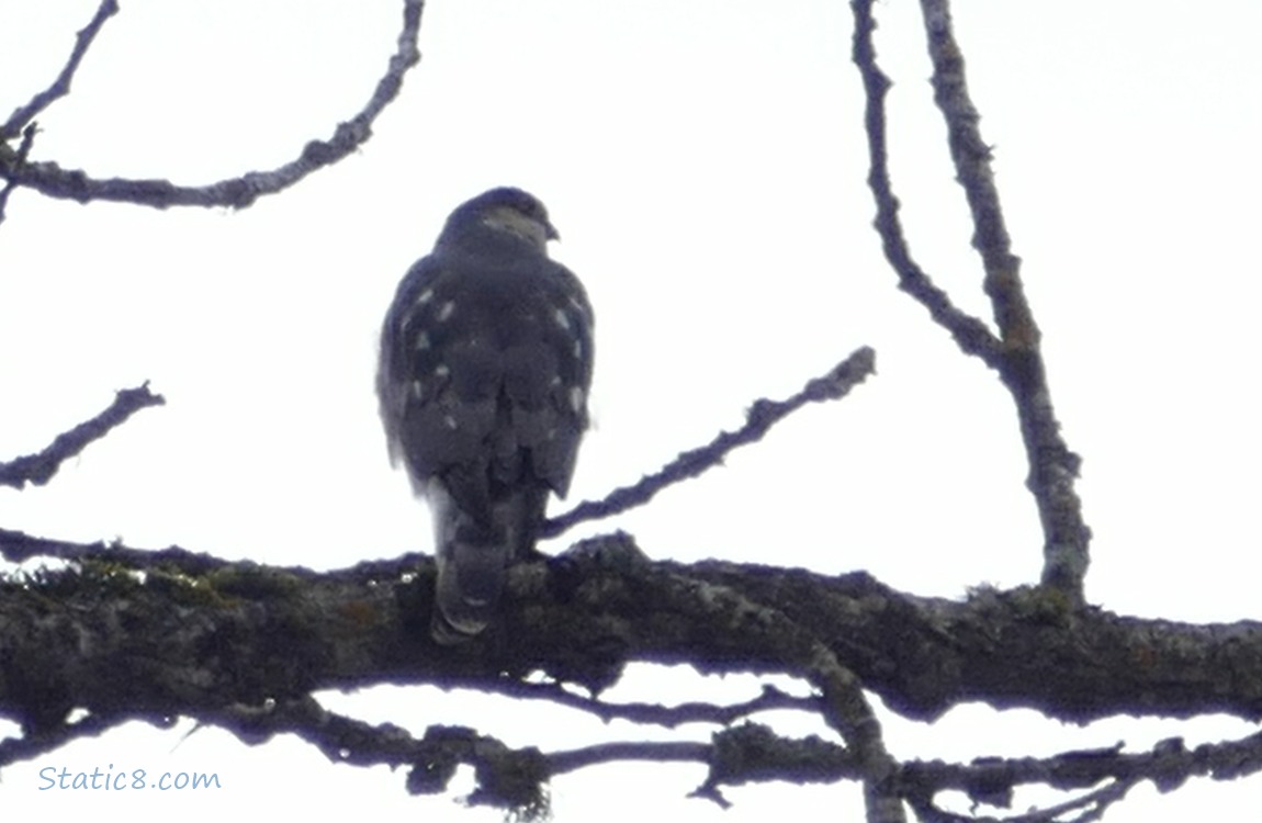 Cooper Hawk standing on a tree branch