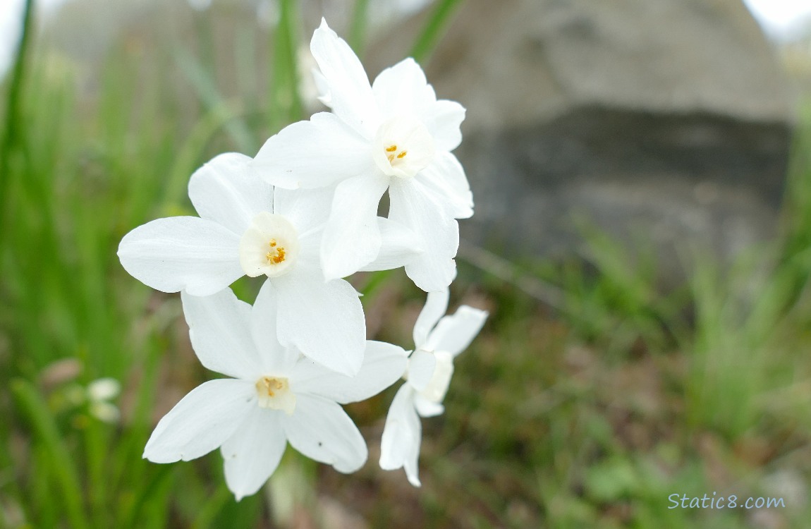 White Daffodils