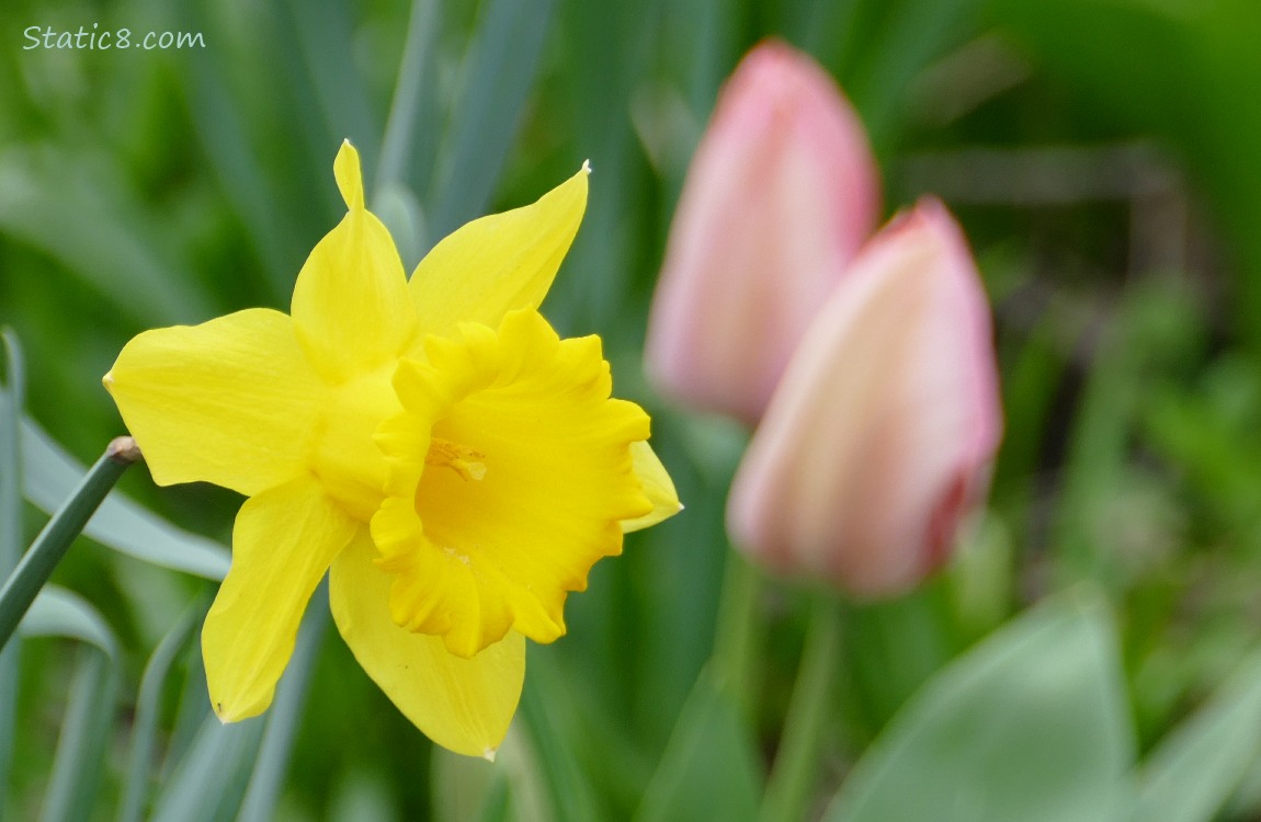 Daffodil in front of unopened Tulips