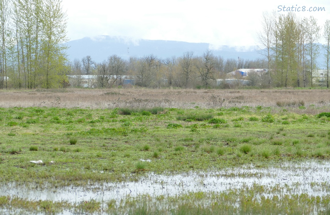 grassy pond with trees and foggy hills in the distance