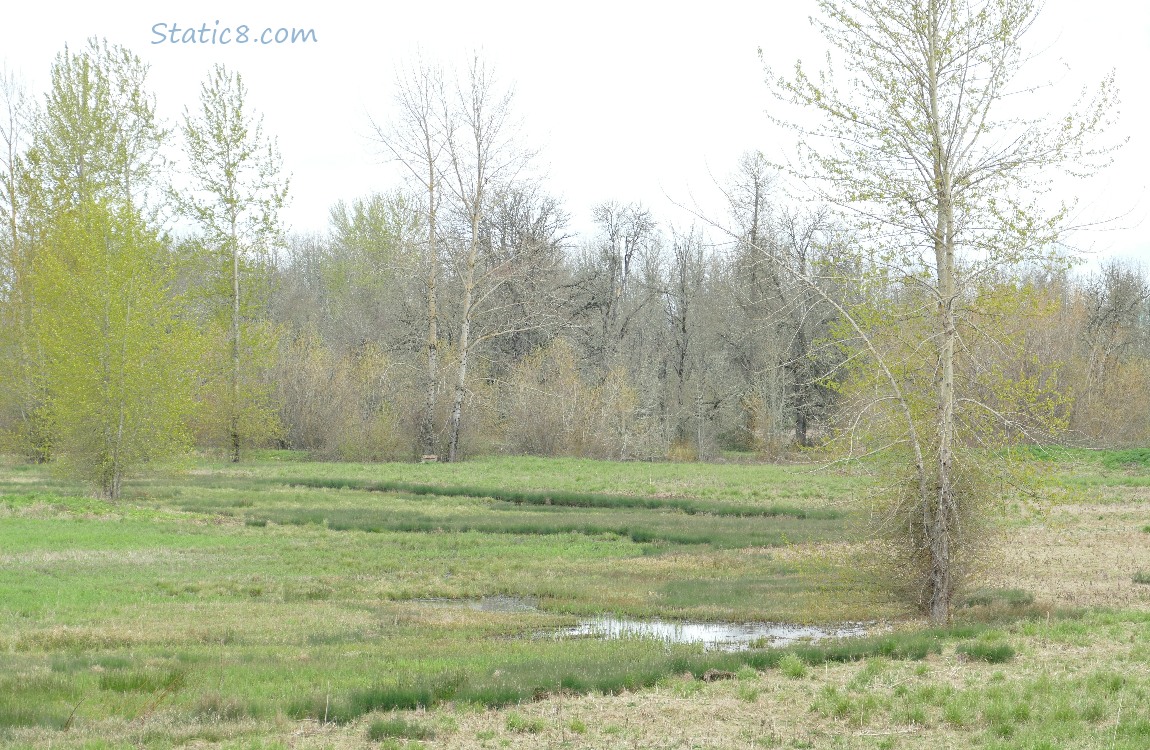 Water flowing in a grassy area