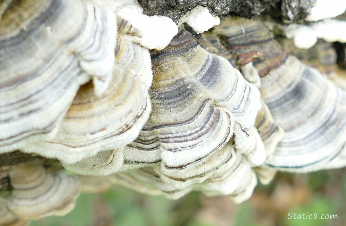 Turkeytail mushrooms