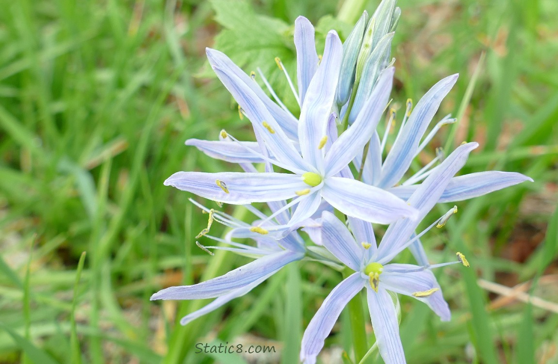 Camas Lily bloom