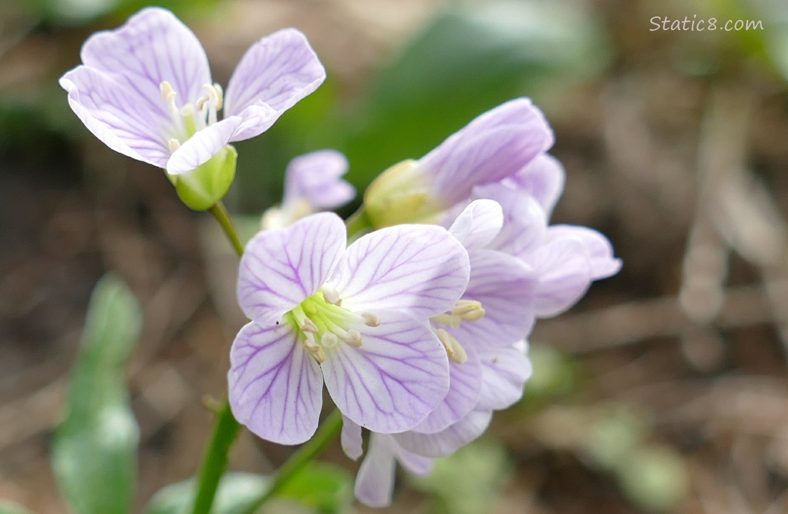 Coast Toothwort blooms