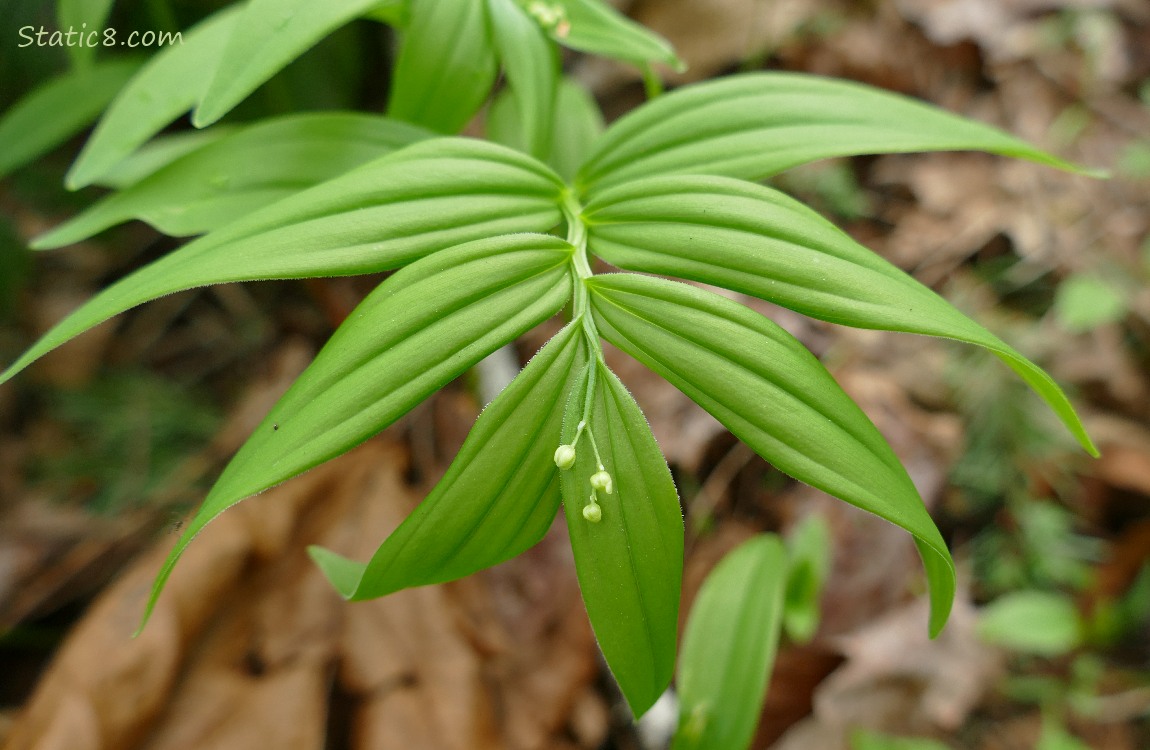 Leaves of a False Solomon Seal