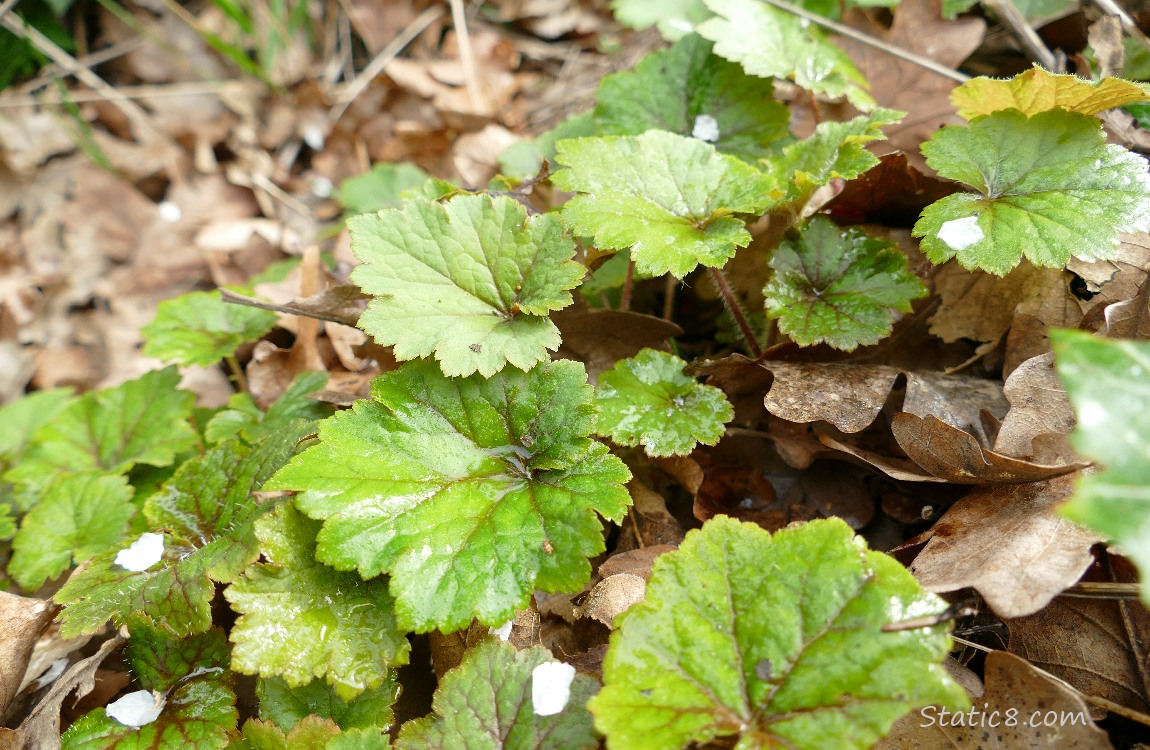 Fringe Cup leaves on the forest floor