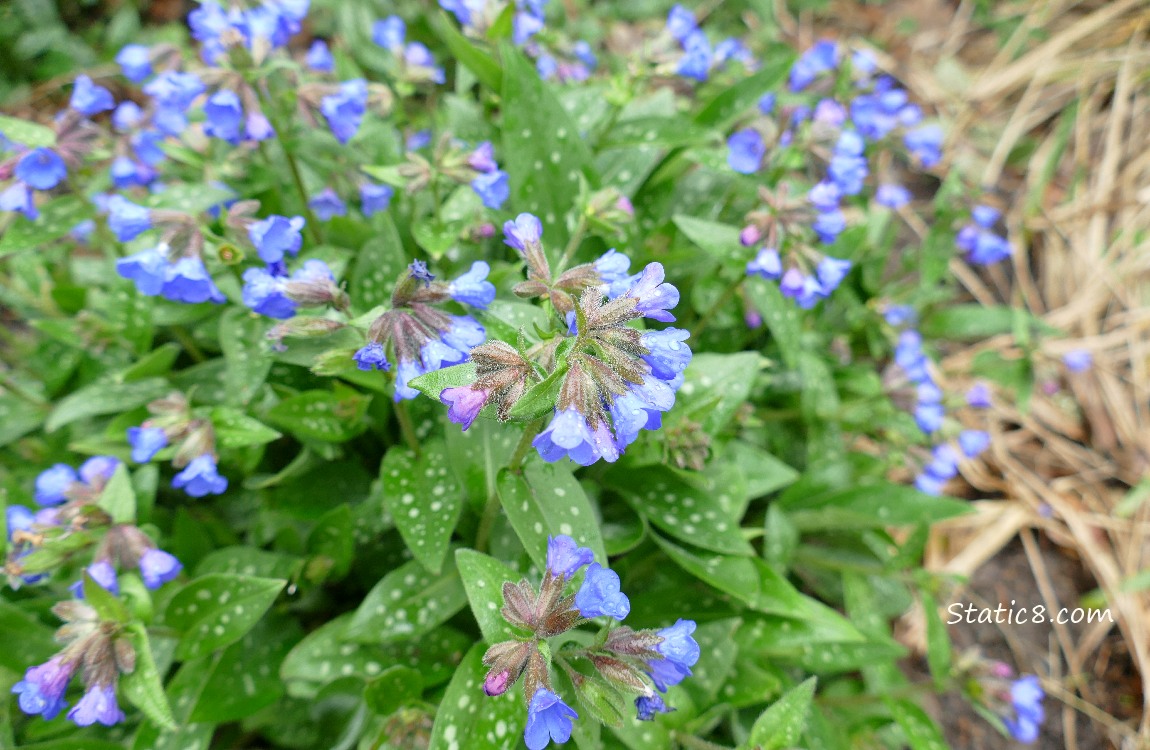 Lungwort blooms