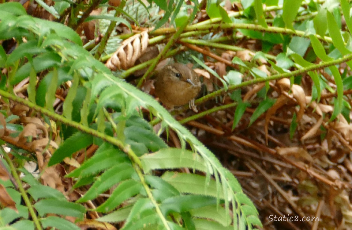 Pacific Wren under some ferns