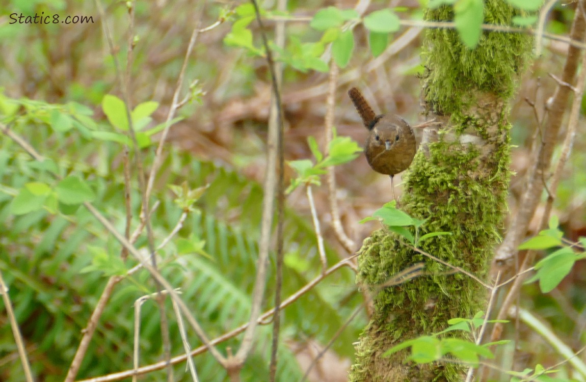 Pacific Wren hanging sideways from the truck of a tree