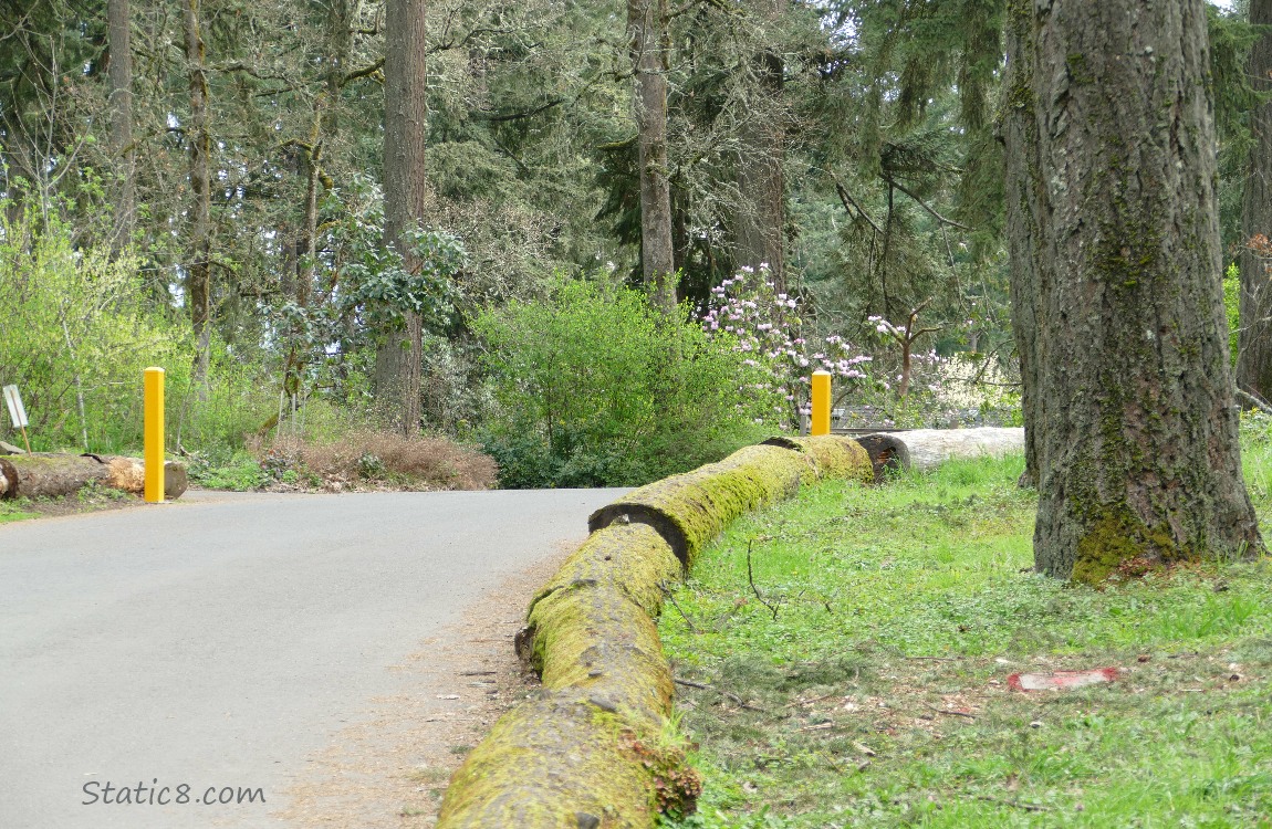 Park road in the forest