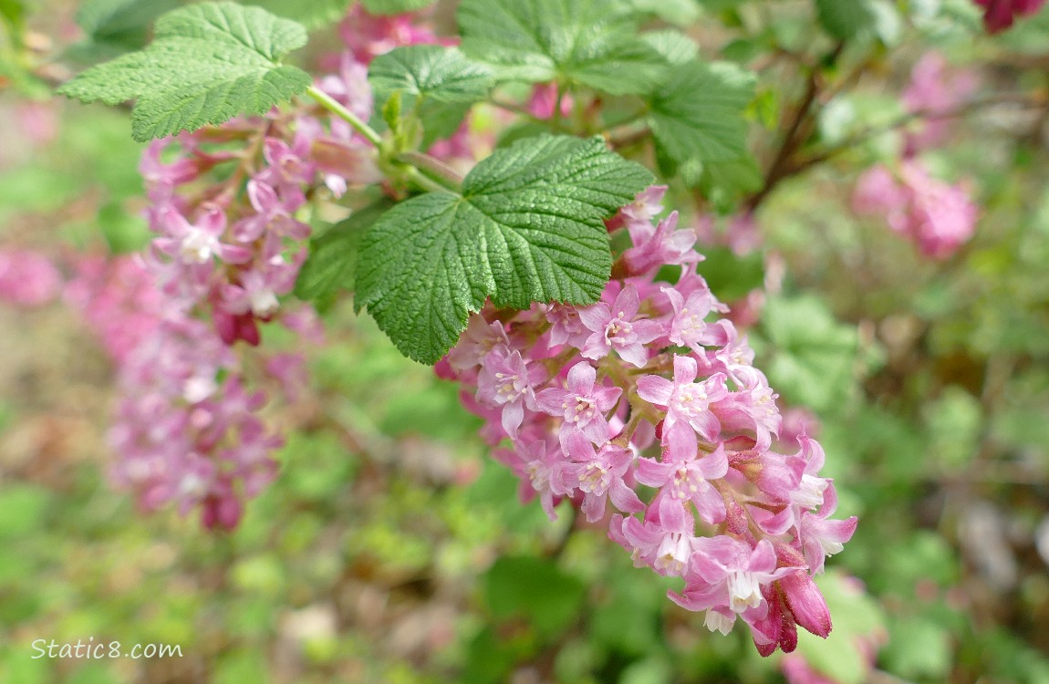 Red Flowering Currant blooms