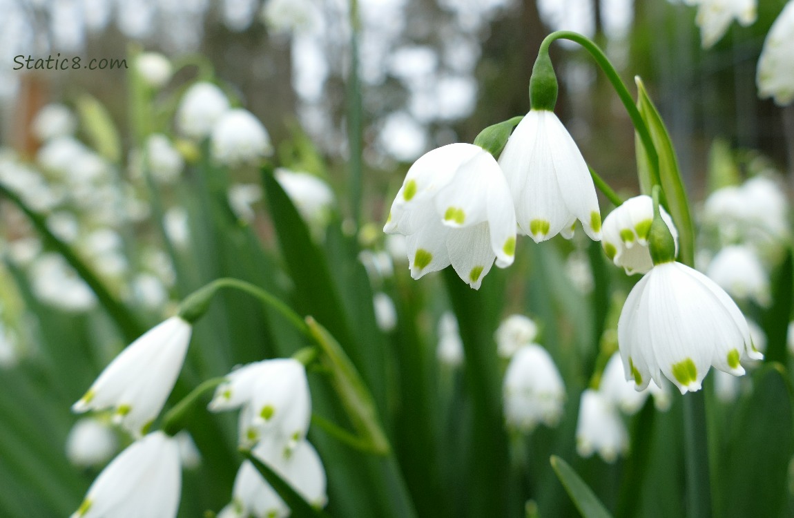 Snowflake flower blooms