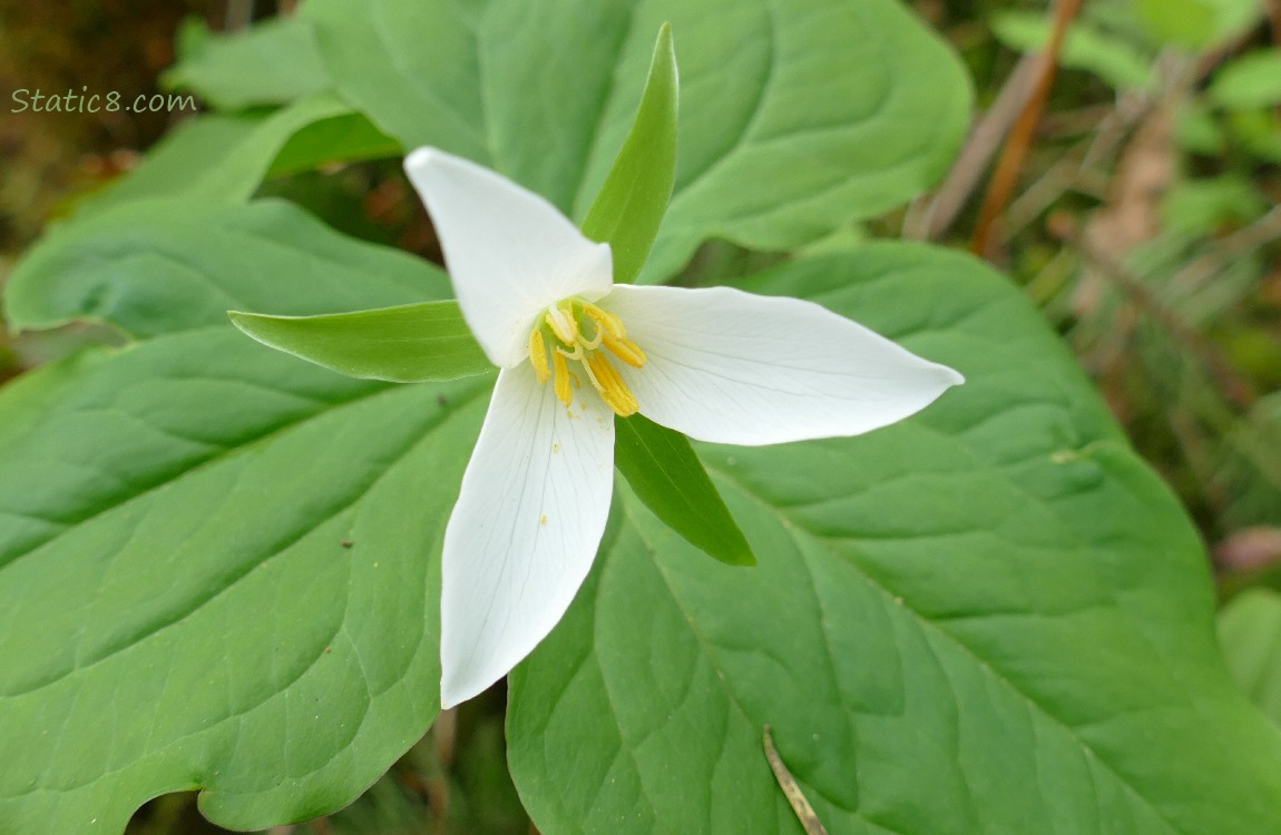 Trillium bloom