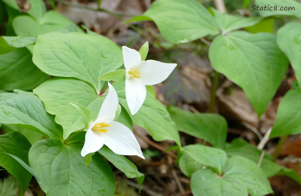 Trillium blooms and leaves