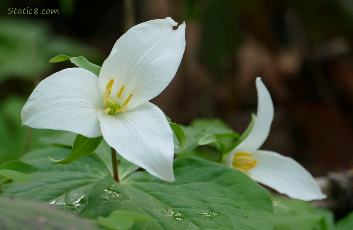 Trillium blooms