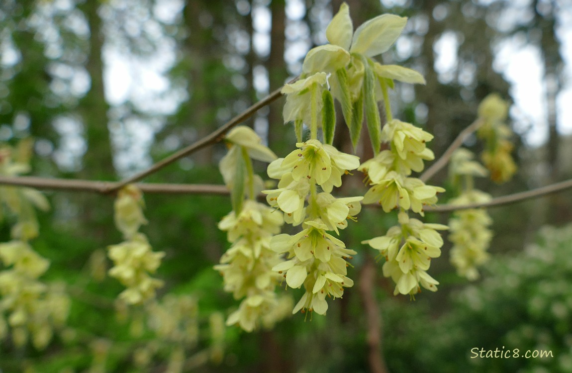 Yellow, hanging tree blooms