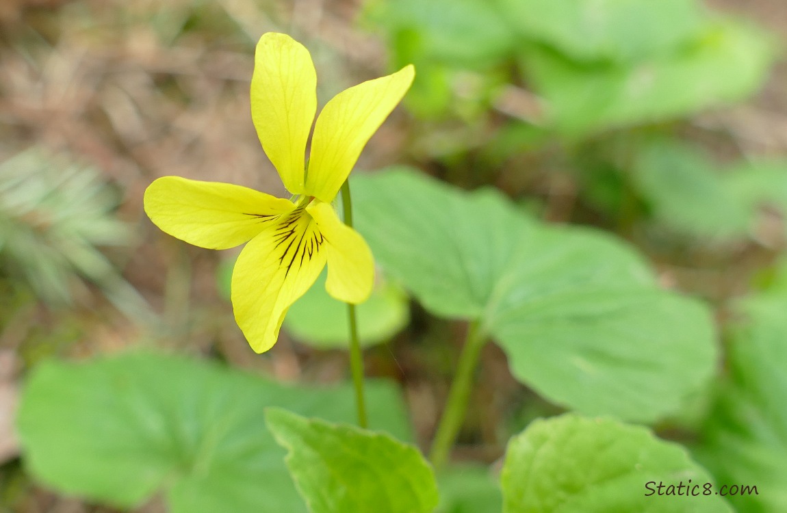 Yellow Wild Violet bloom