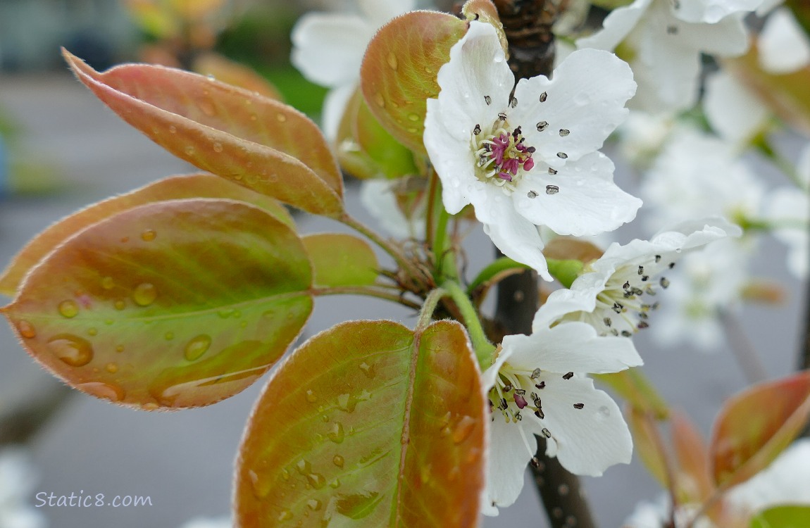 Cherry Blossoms with leaves