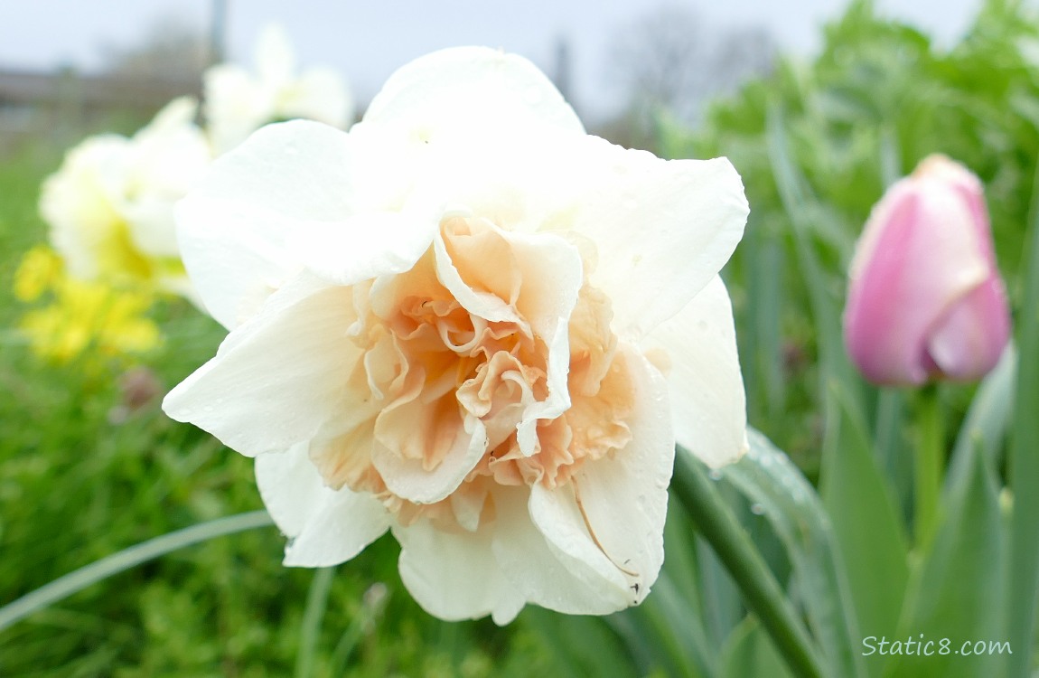 Double petal Daffodil bloom with a pink tulip