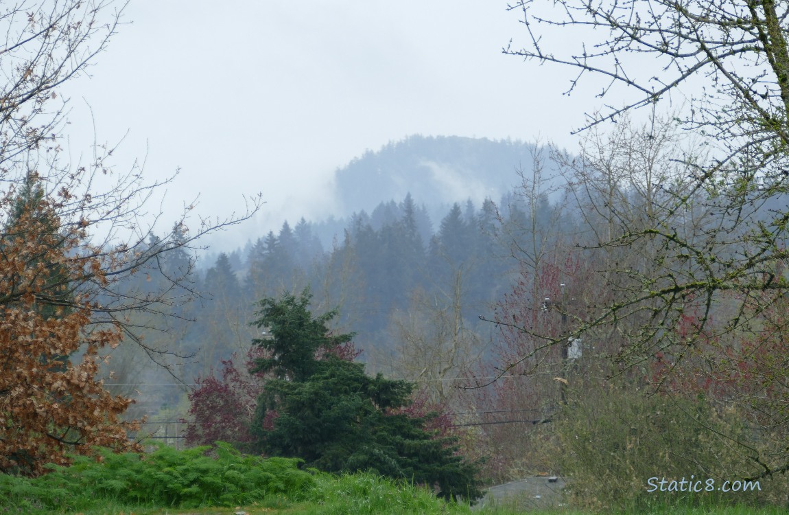 Fog on the tree covered hill in the distance