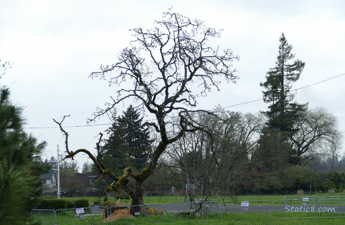 Silhouette of the fallen Leaning Tree