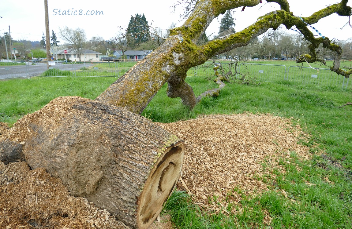 Stump and the fallen west trunk of the Leaning Tree