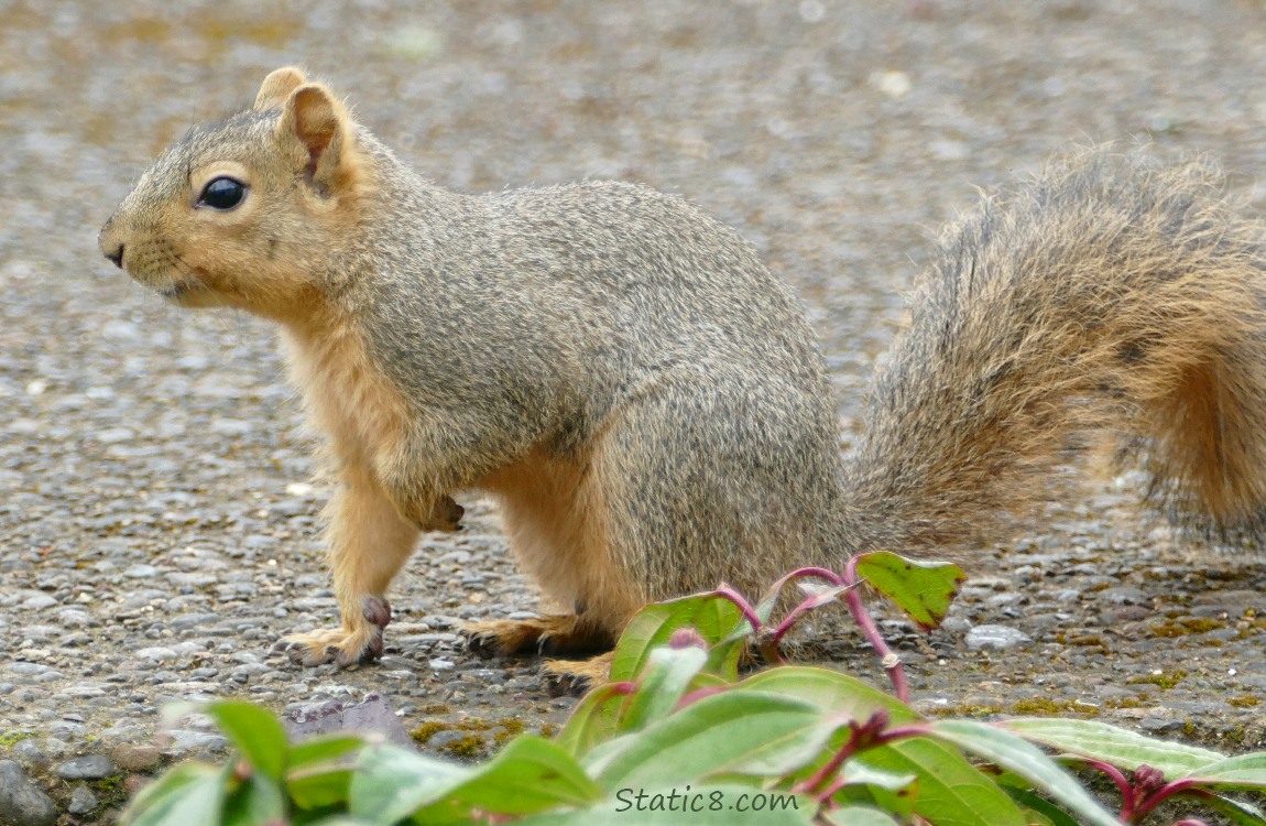 Squirrel sitting on the sidewalk