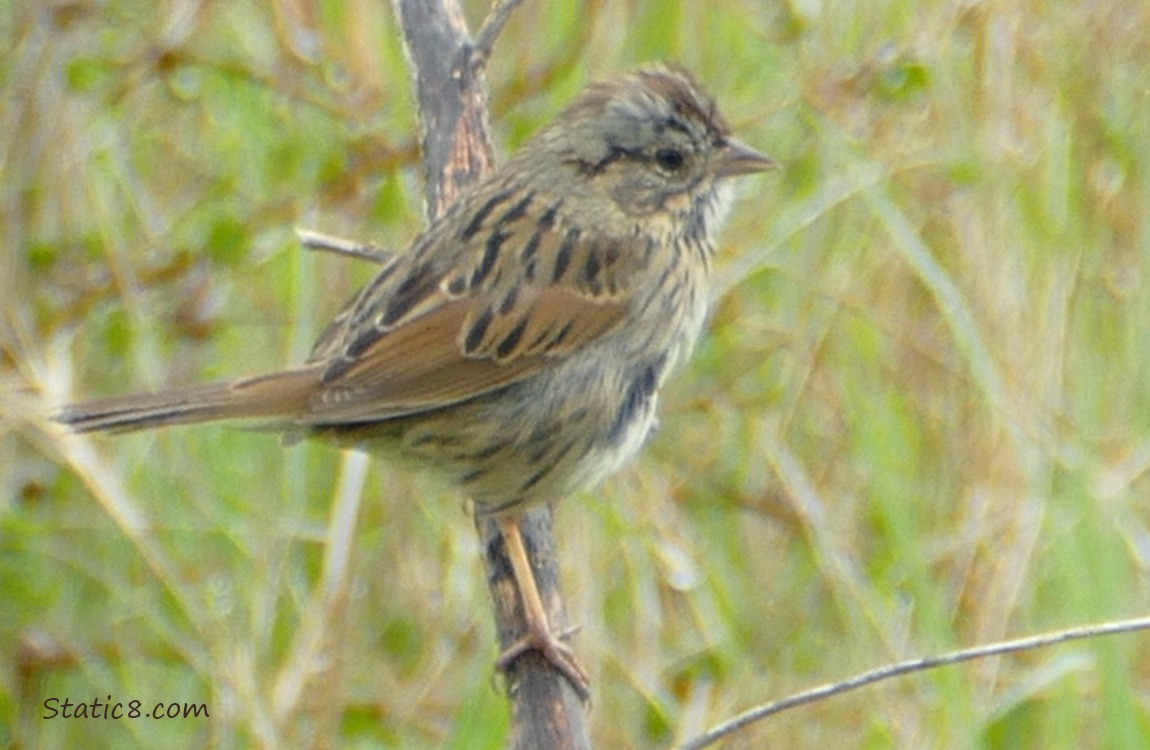 Lincoln Sparrow standing on a twig