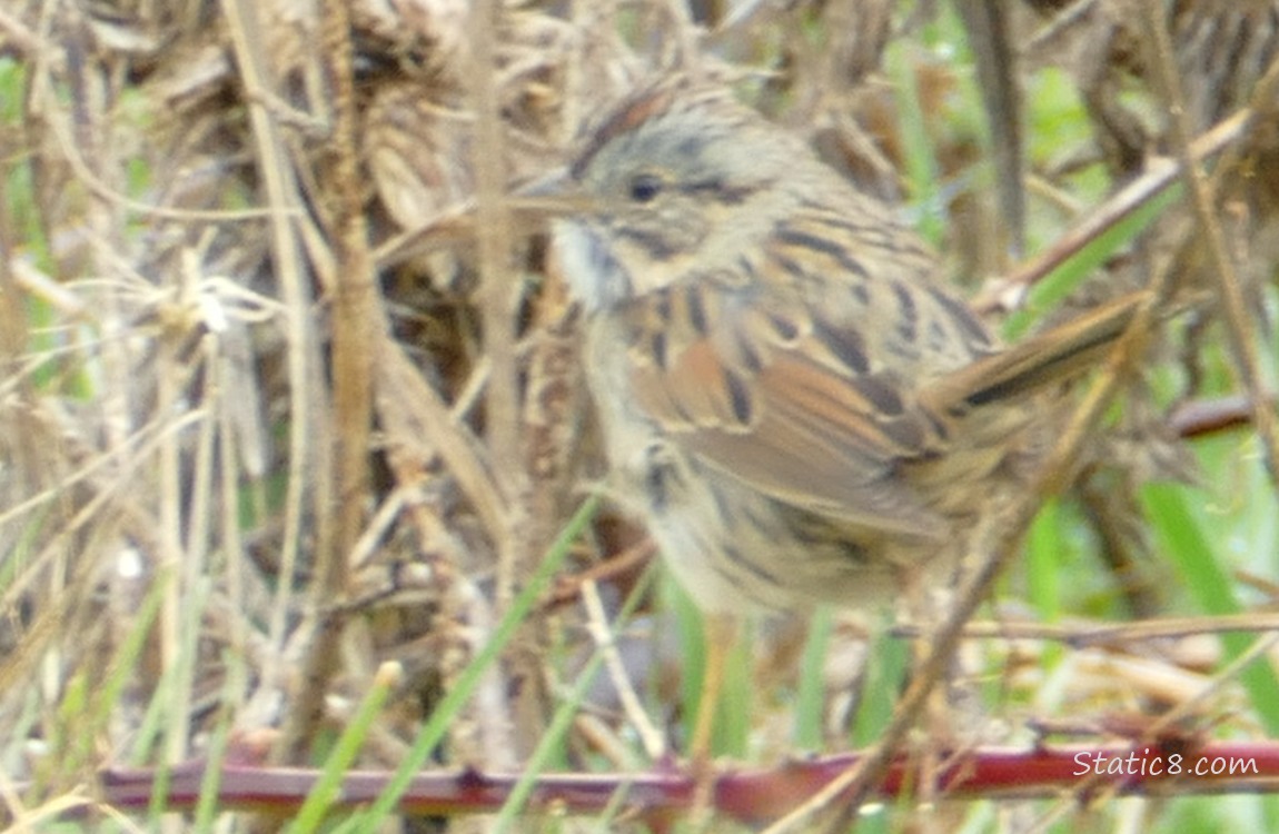 Lincoln Sparrow