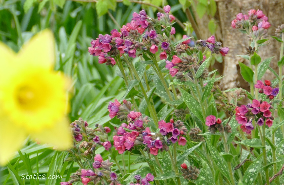 Lungwort blooms