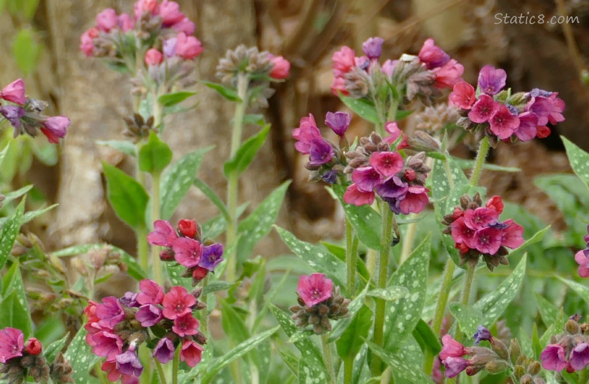 Lungwort blooms