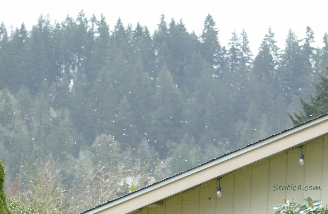 White flower petals flying in the wind, in front of trees on the hill