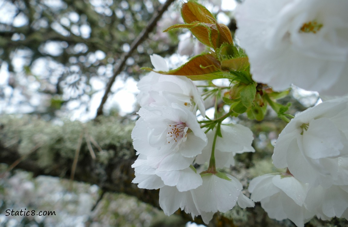 White tree blossoms