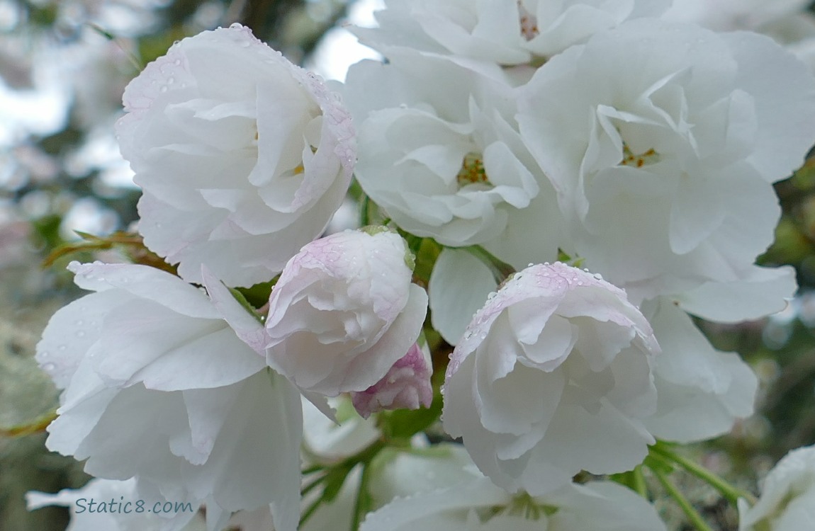 White tree blossoms