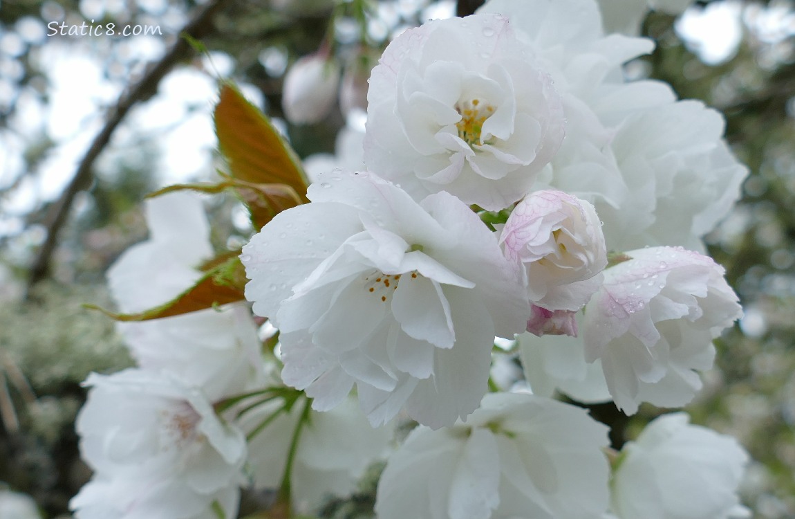 White tree blossoms