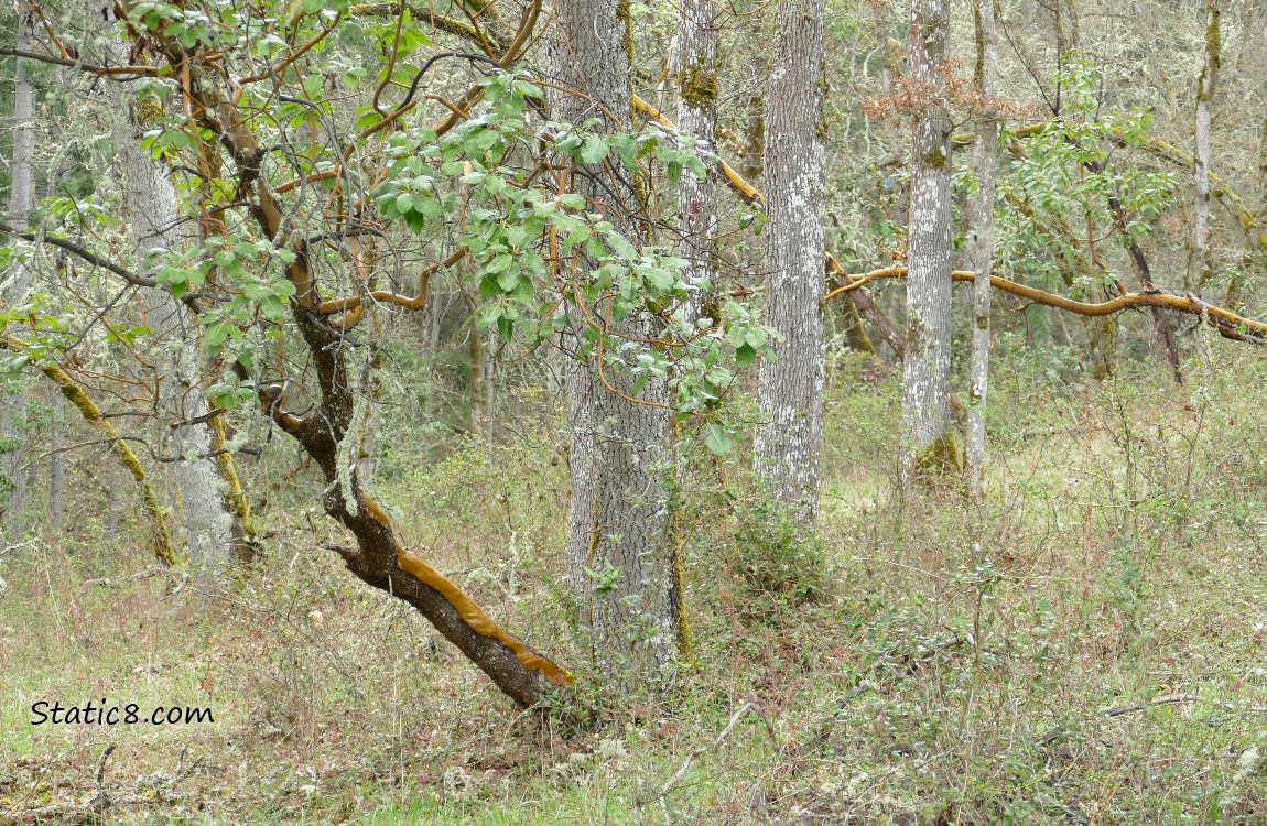 winter bare forest trees