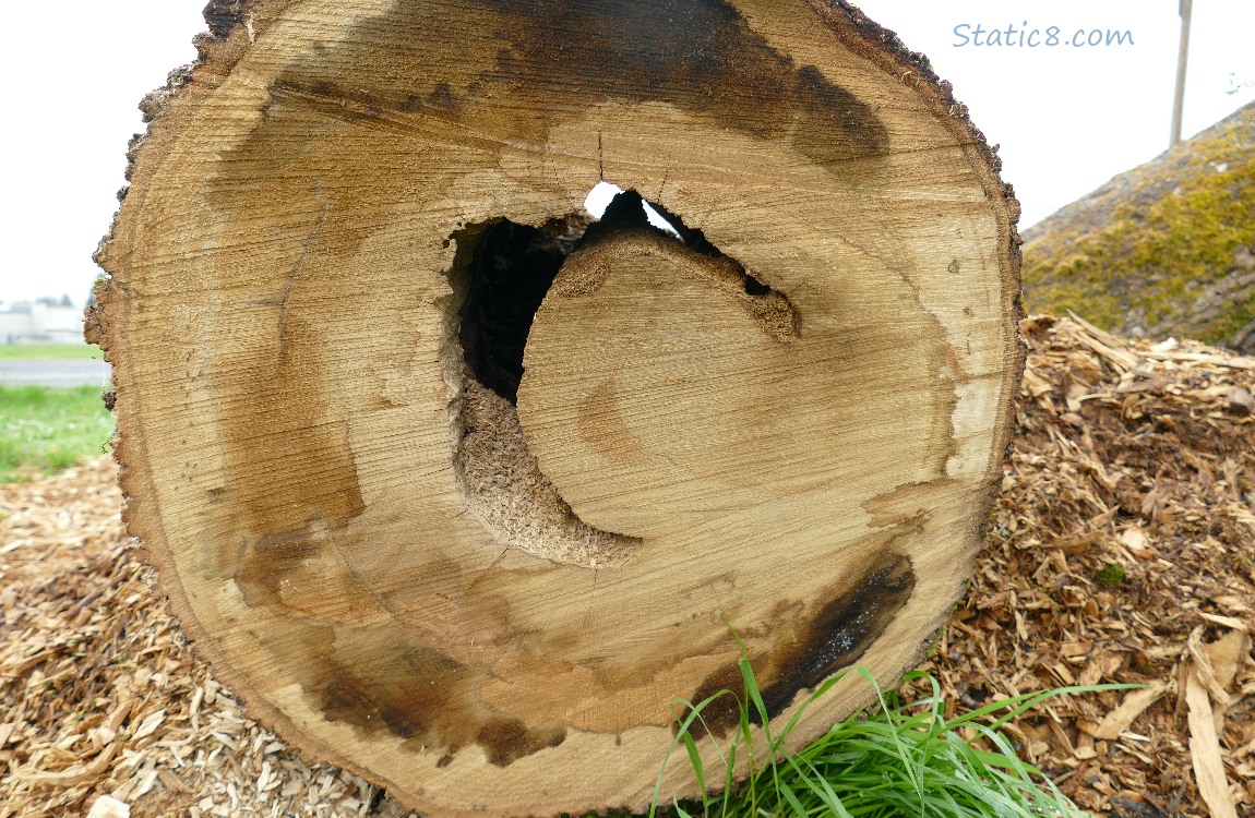 Looking at the rings on a cut section of the Leaning Tree