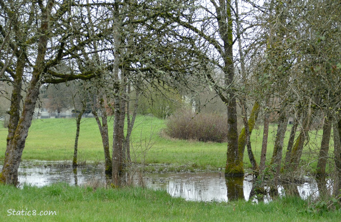 Wet Prairie puddle in the grass with trees overhead