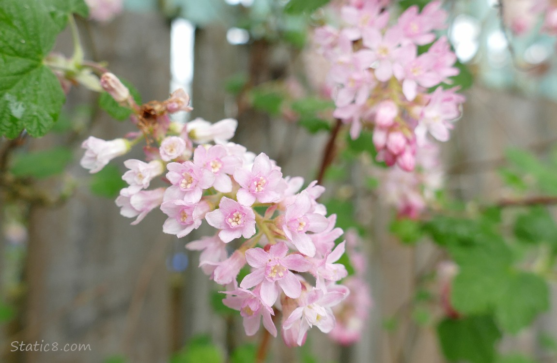 Red Flowering Currant